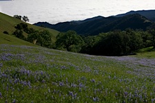 Spring-Lupine-Hills.jpg