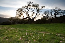 Spring-Oak-Silouette.jpg