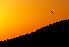 Sunset-Soaring.jpg