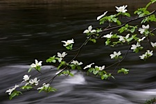 Suspended-Dogwoods.jpg