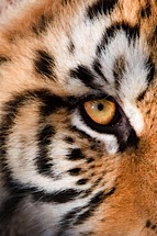 Tiger-Eye.jpg