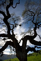 Towering-Oak.jpg