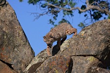 Traversing-Bobcat.jpg