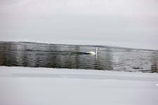 Trumpeter-Swan-Passage.jpg