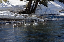 Trumpeter-Swan-River.jpg