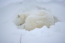 Tundra-Naptime.jpg