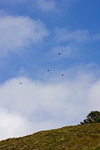 Turkey-Vulture-Aloft.jpg