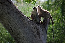 Vervet-Monkey-Union.jpg