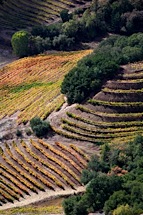 Vineyard-Aerial-10.jpg