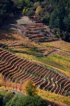 Vineyard-Aerial-5.jpg