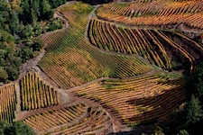 Vineyard-Aerial-6.jpg