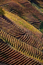 Vineyard-Aerial-9.jpg