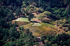 Vineyard-Curves.jpg