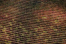 Vineyard-Rows.jpg