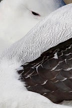 Wandering-Albatross.jpg