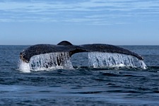 Whale-Tail.jpg