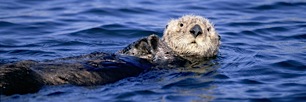 White-Face-Otter-Panoramic.jpg