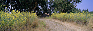 Wild-Mustard-Cabin.jpg