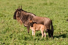 Wildebeest-Calving-Season.jpg