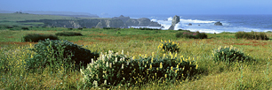 Wildflower-Coast.jpg