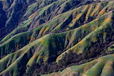 Wildflower-Headlands.jpg