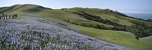 Wildflower-Range.jpg