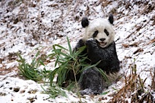 Winter-Picnic.jpg