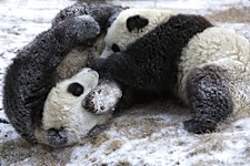 Wrestling-Pandas.jpg