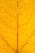 Yellow-Aspen-Leaf-Detail.jpg