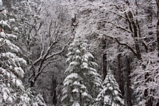 Yosemite-Forest-Snowstorm.jpg