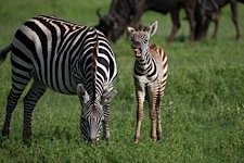 Zebra-Baby-Smile.jpg