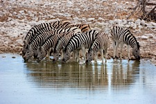 Zebra-Watering-Hole.jpg